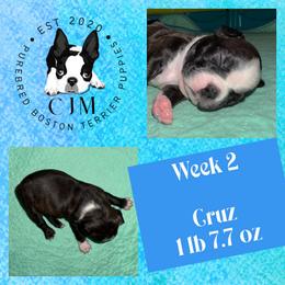 Cruz - Black brindle and white male Boston Terrier puppy in Jupiter, Florida from CJM Boston and Boxer Puppies
