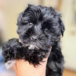 Réglisse Black boy tan collar ESA candidate SUPER COATED Therapy lines - Black male Miniature Schnauzer puppy in Temple, Texas from Schnauzers Of Taylor