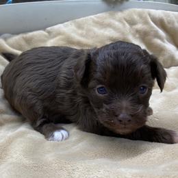 Puppy 1 - Brown and white female Aussiedoodle puppy in Spring Hill, Tennessee from Duke's Mini & Toy Australian Shepherds & Aussiedoodles