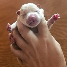 Sage skys - Cream male Schipperke puppy in Randsburg, California from Light's Family Farm & Schipperke Ranch