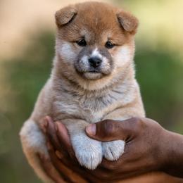 Shiba Inu Puppies from Evenfalls Shiba Inu