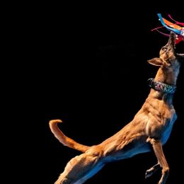 Lurchers from MC Lurchers