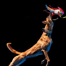 Lurchers from MC Lurchers