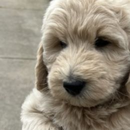 Goldendoodles from Annette Patterson