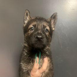 Jive - Sable male German Shepherd puppy in Jerusalem, Arkansas from Sudenblick German Shepherds