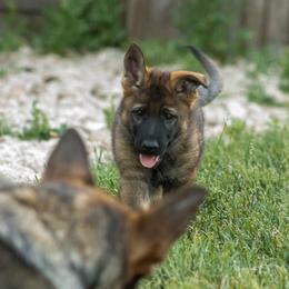 German Shepherd Puppies from Zwinger Vom Greifjäger
