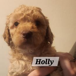 Aussiedoodle Puppies from My Classy Doodles