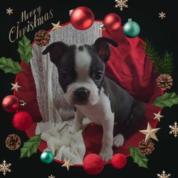 Apollo - Black and white male Boston Terrier puppy in Clinton Township, Michigan from Greenberg's Boston Terriers & Bullies of Metro Detroit