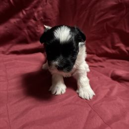 Yama - Black and white female Coton de Tulear puppy in Boise, Idaho from Avana Cotons