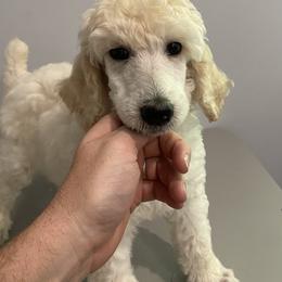 Poodle Puppies from Segraves Poodles