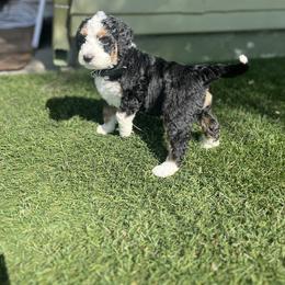 Bernedoodle Puppies from SoCal Bernedoodles