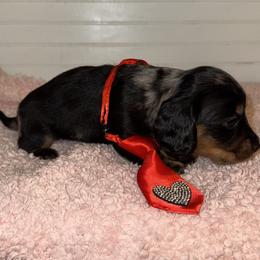 Dachshund Puppies from Wiggle Weens