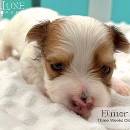 Elmer - Merle male Morkie puppy in Scottsdale, Arizona from Lil Luxe Pups