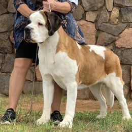 Classy - Saint Bernard