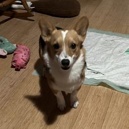 Hermes - Black and tan Pembroke Welsh Corgi puppy in Veguita, New Mexico from 4J High Desert Corgis