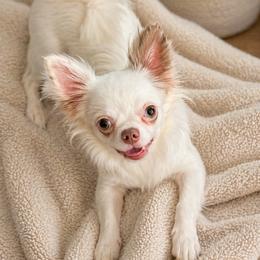 Cleo - Chihuahua