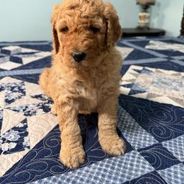Miss Korie - Red  female Poodle puppy in Fairfield, North Carolina from Leaning T Ranch