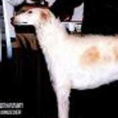 Borzois from Bella Luna Kennel