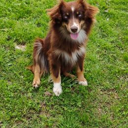 Hershey - Miniature Australian Shepherd