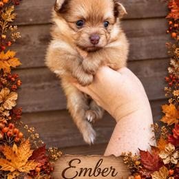 Ember - Chocolate sable female Pomeranian puppy in Cleveland, Georgia from Sourpatch Pomeranians