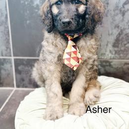 Asher - Sable male Goldendoodle puppy in Pasco, Washington from Camp Doodle Woods