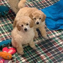 Poodle Puppies from Caralot Miniature Poodles