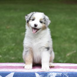 Australian Shepherd and Cavalier King Charles Spaniel Puppies from FairWilde