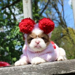 Cleopatra - female Shih Tzu puppy in Warren, Michigan from Danielle's Yorkie Babies