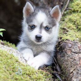 Hera - Wolf sable female Pomsky puppy in Moultonborough, New Hampshire from Foxfire Arctic Spitz
