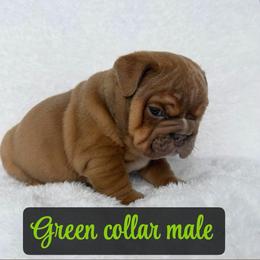 Green - Fawn male Bulldog puppy in Seattle, Washington from Authentic Bullys