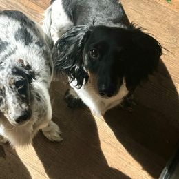 Dachshunds from G&B Iron Mountain Dachshunds