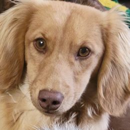 Hudson - Dachshund