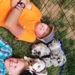 Miniature Australian Shepherd Puppies from Kings Point Mini and Toy Aussies