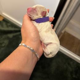 Summer - Purple girl - Parti female Miniature Schnauzer puppy in Moro, Arkansas from Barkin’ Beauty Schnauzers