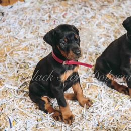 Doberman Pinscher Puppies from Black Star Dobermans