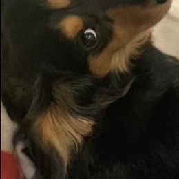 Dachshunds from Habl's VERO BEACH Dachshunds