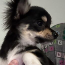 Chihuahua All Grown Up from Funnyface Frenchies & Long Haired Chihuahuas