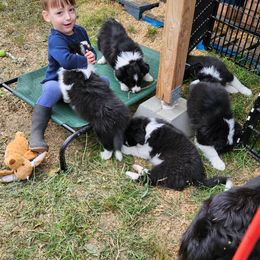 Border Collie Puppies from Royal Kennels Border Collies