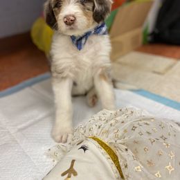 Aussiedoodle Puppies from Drew’s Aussies & Doodles