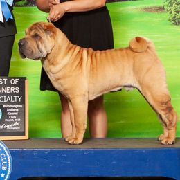 Chinese Shar-Pei puppies from Royalvue Kennels