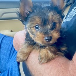 Yorkshire Terrier Puppies from Cutest AKC Arizona Yorkies