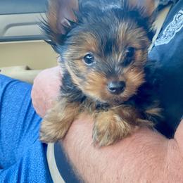 Yorkshire Terrier Puppies from Cutest AKC Arizona Yorkies