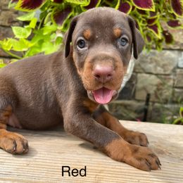Raven - Red and rust female Doberman Pinscher puppy in Boyd, Texas from Team Feem Breeders