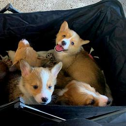 Pembroke Welsh Corgi Puppies from South Texas Corgis