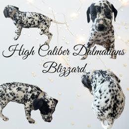 Blizzard /white male - White and black Dalmatian puppy in Pocatello, Idaho from High Caliber Dalmatians
