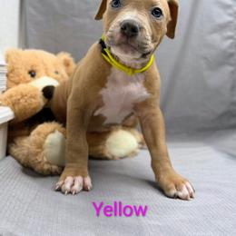 Yellow Collar Female - Blue fawn female American Pit Bull Terrier puppy in Pensacola, Florida from Alpha Alliance Kennels
