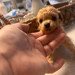 Poppy - female Cavapoochon puppy in Fairmont, West Virginia from Robin Nelson