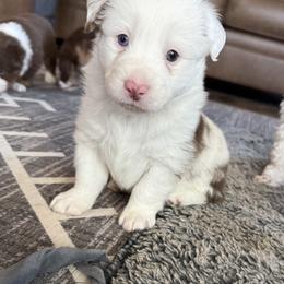 Red Merle Male - Red merle male Miniature American Shepherd puppy in Elmore City, Oklahoma from Rikashay Kennels