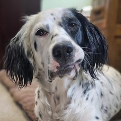 English Setter puppies from English Setters of the Eyrie