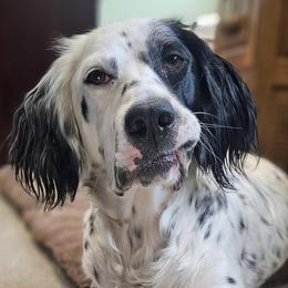 English Setter puppies from English Setters of the Eyrie